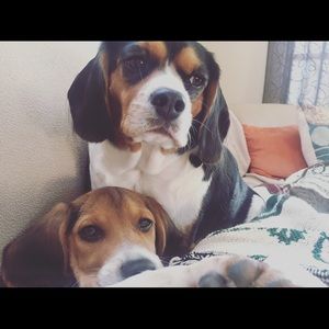 Meet your Posher, Alexa